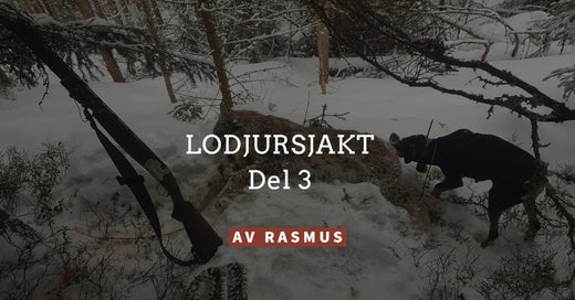 Gaupejakt på bar mark - Gaupejakt del 3