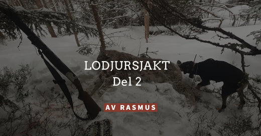 Jaktmetoder og utfordringer - Gaupejakt del 2