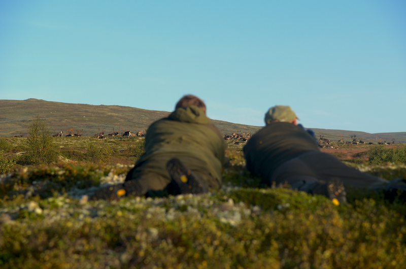 Det beste med reinsjakt - her er 5 grunner til at du skal dra på reinsdyrjakt i høst