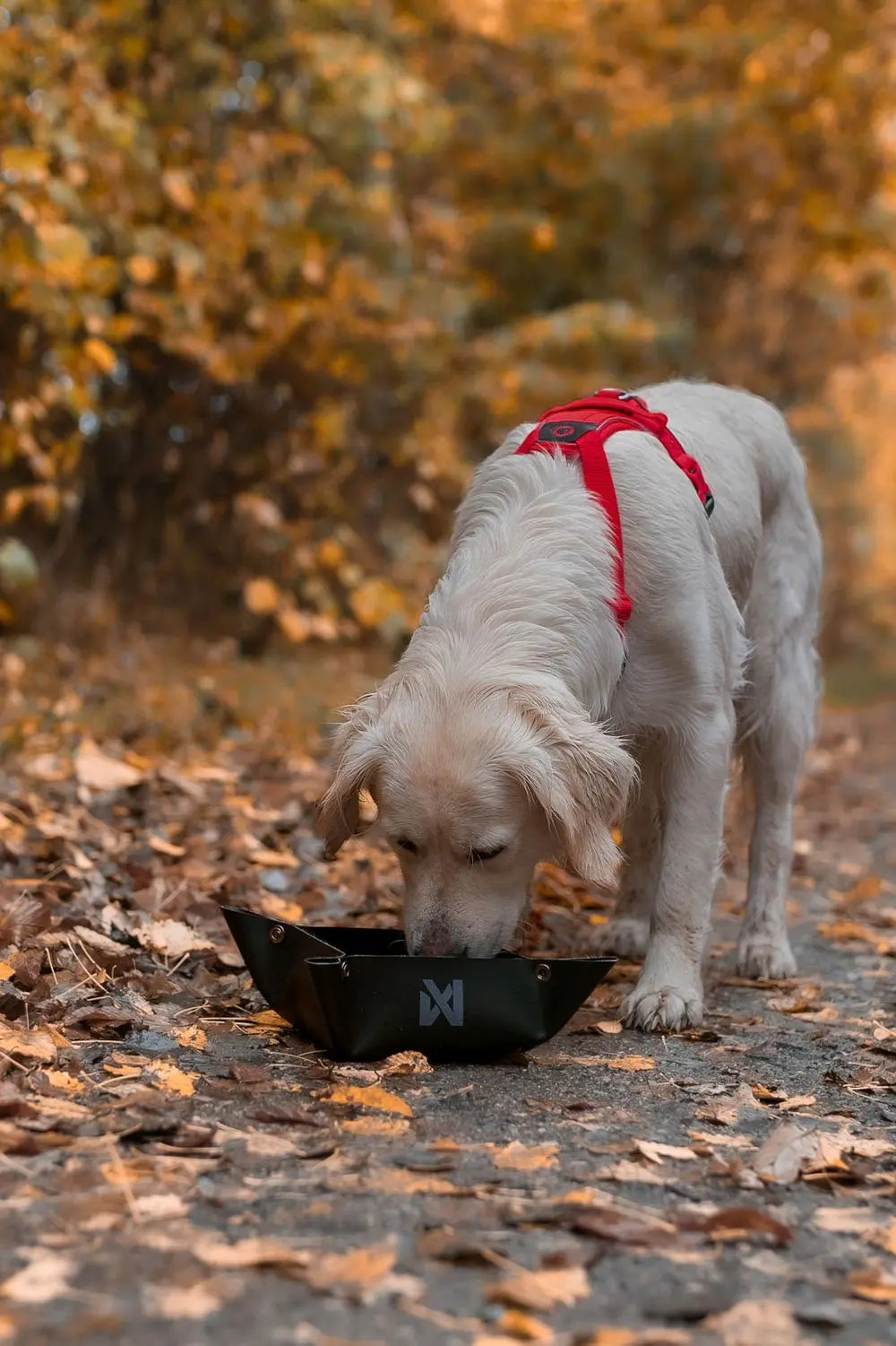 Non-Stop Dogwear Trekking bowl sammenleggbar hundeskål