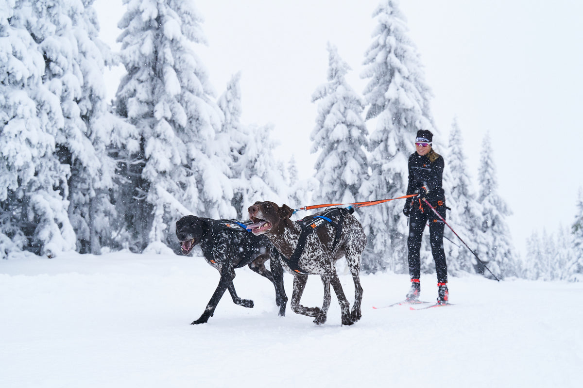 Non-Stop Dogwear Bungee leash double, hundebånd for to hunder