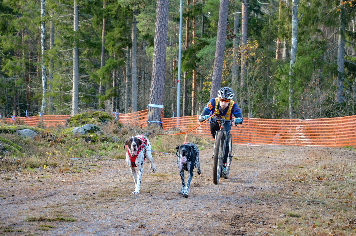 Non-Stop Dogwear Bungee leash double, hundebånd for to hunder