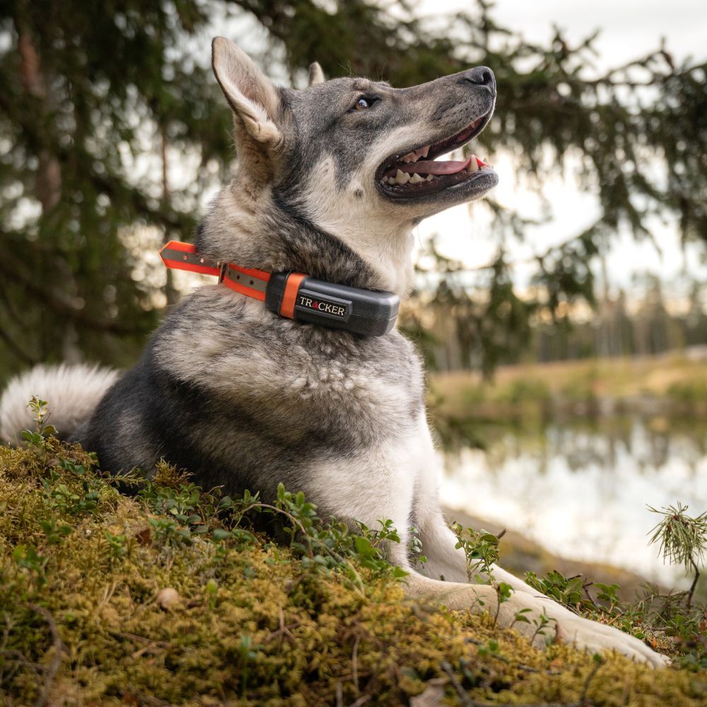 Tracker Luna - GPS hundehalsbånd