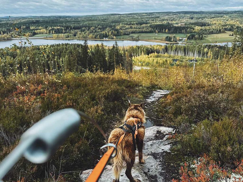 Non-Stop Dogwear Bike Antenna