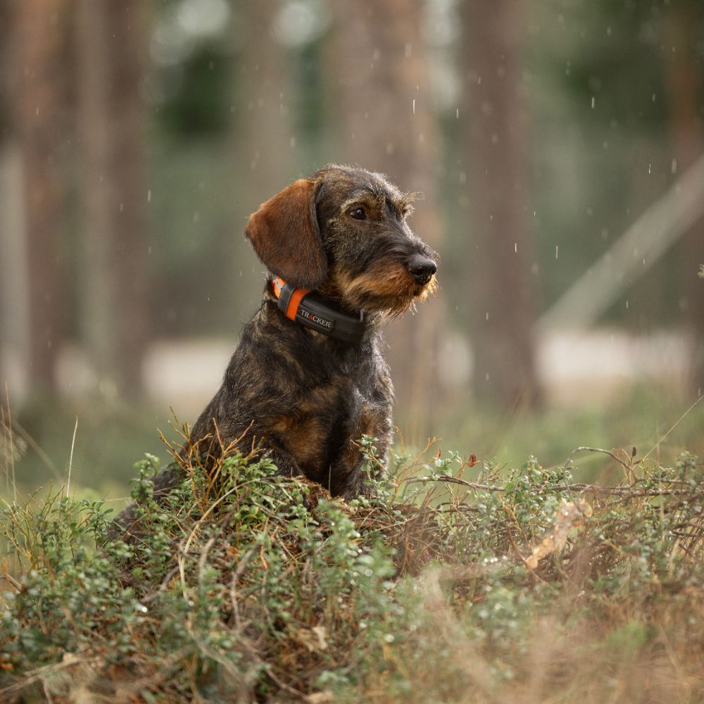 Tracker Luna - GPS hundehalsbånd