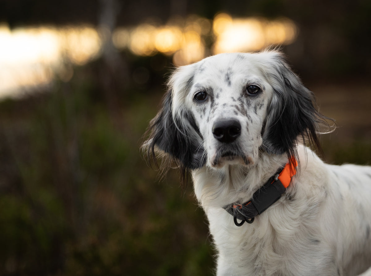 Non-Stop Dogwear Protector collar, halsbånd