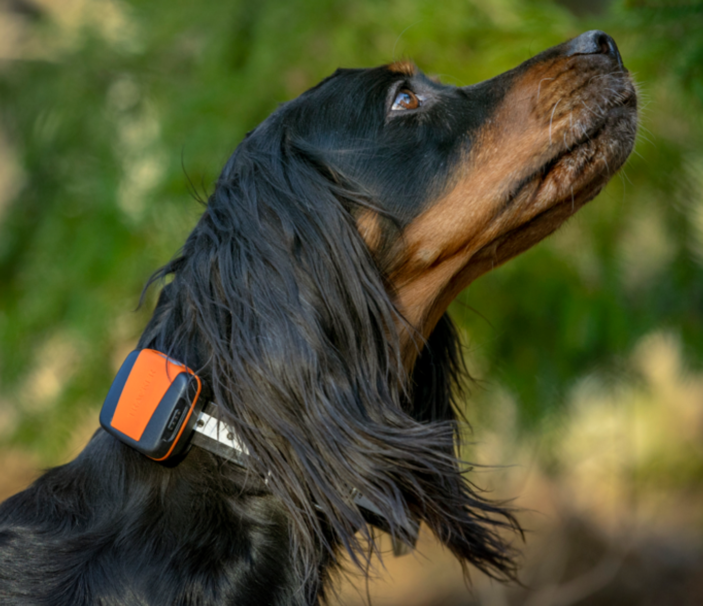 Tracker bark gps for hund med losindikator