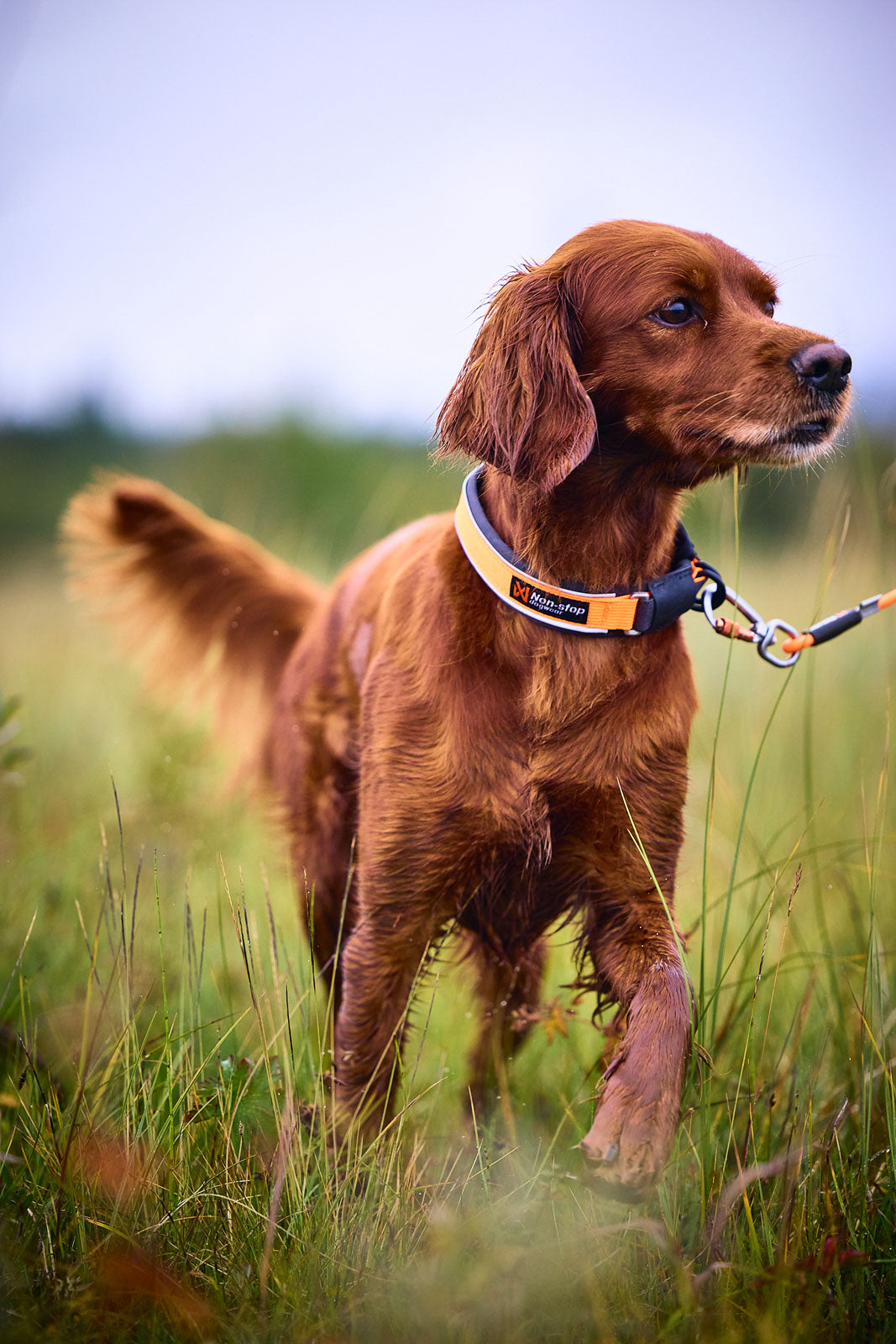 Non-Stop Dogwear Protector collar, halsbånd