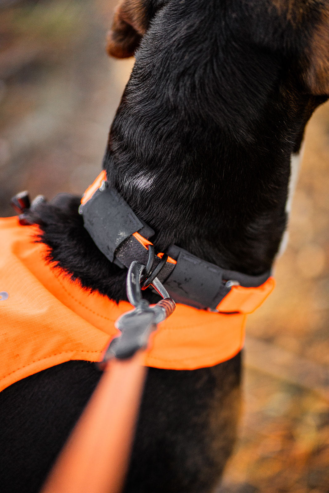 Non-Stop Dogwear Protector collar, halsbånd