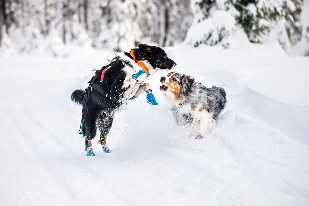 Non-Stop Dogwear Safe Collar halsbånd