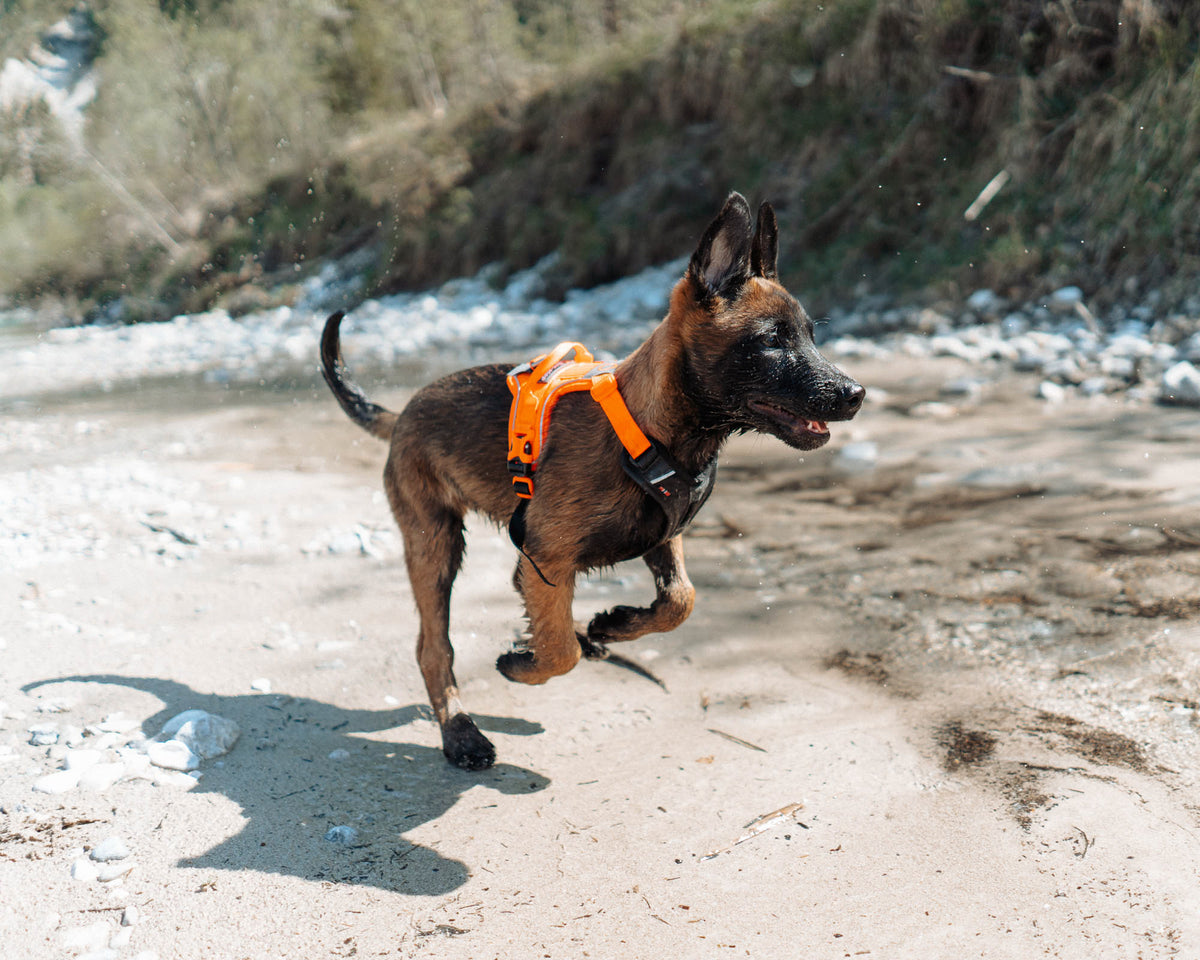 Non-Stop Dogwear Ramble Harness sort/orange sele